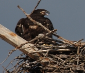 2016 06 05 Eagles 011